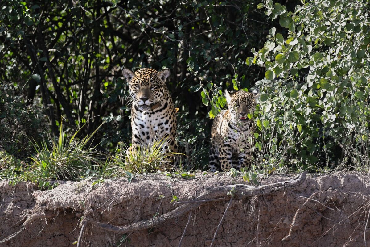 Jaguar cub born in Argentina&rsquo;s Gran Chaco after three decades